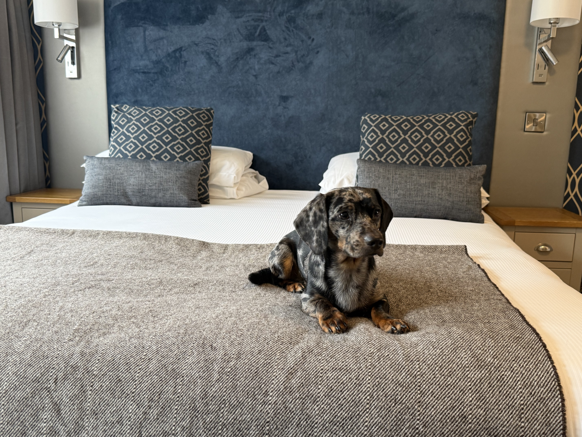 Pet Friendly Room